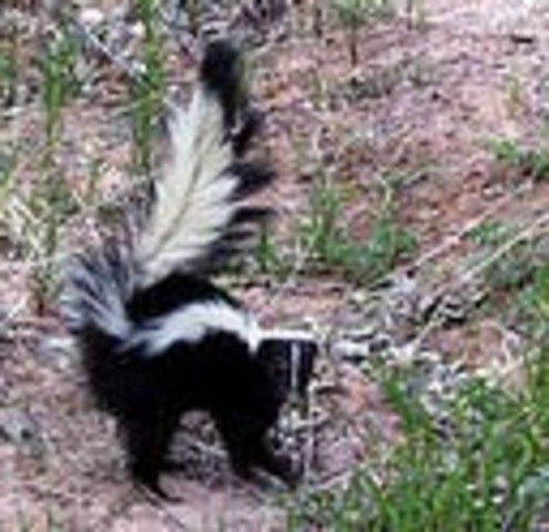 The Skunk