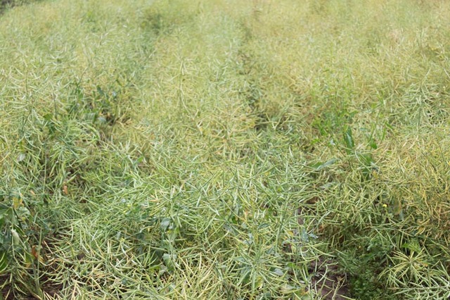 New Agricultural Techniques(econ)