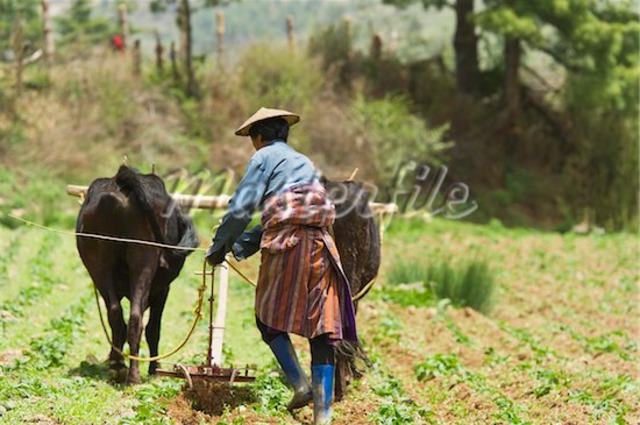 Agricultural Development (econ)