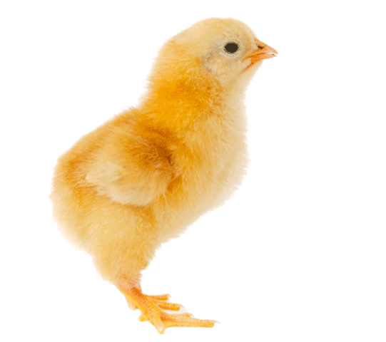 Pollito