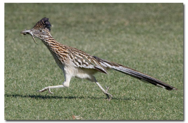 the roadrunner
