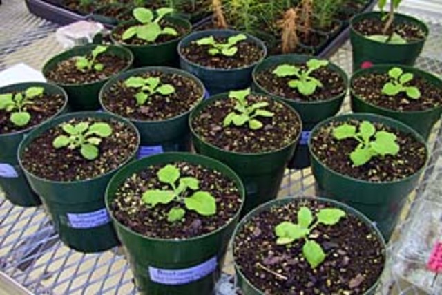 first transgenic plant