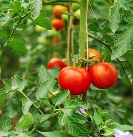 first GM crop field tests conducted