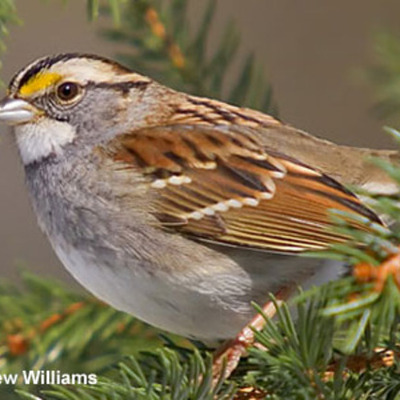 Timeline: (MR)Song of the Sparrow; Lisa Ann Sandell;394