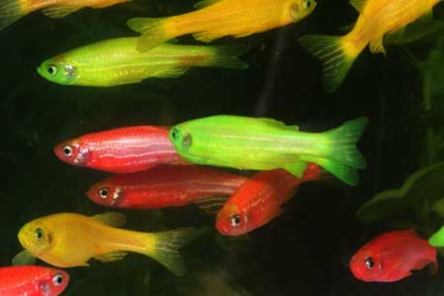 first genetically modified fish commercially sold