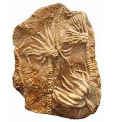 Carboniferous Period