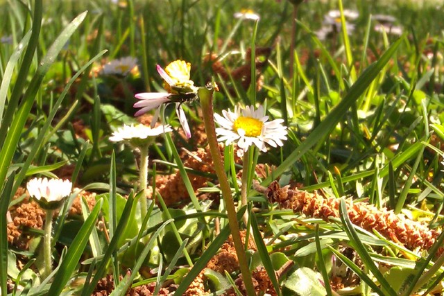 Florecimiento  Europeo.