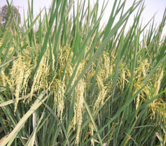 Fast Ripening Rice