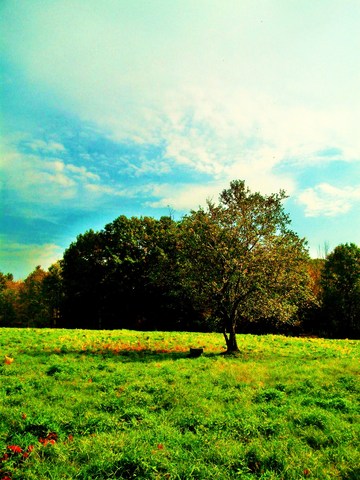 Thorncrag Bird Sanctuary