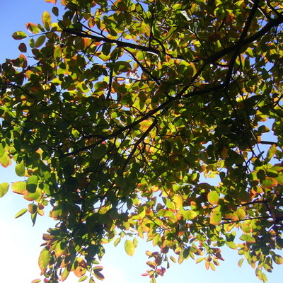 Timeline: PGCE assignments 2012-13