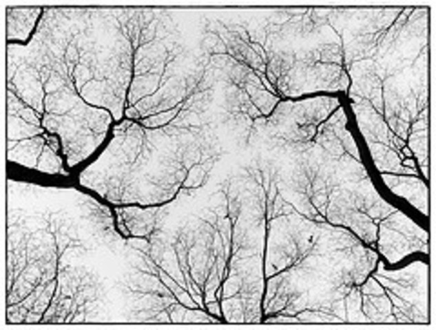 Programacion ramificada de crowder