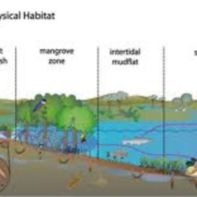 Timeline: Habitat