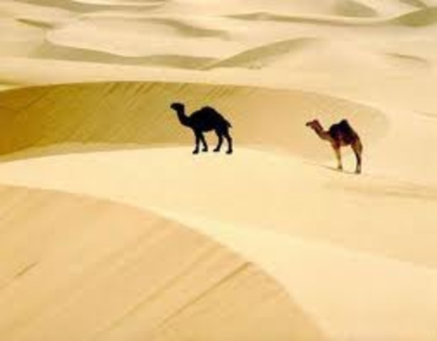 Camel Lifespan is 40 yrs.