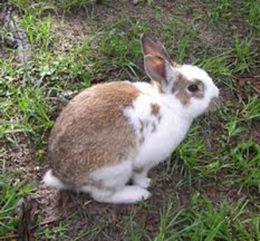Rabbit Lifespan is 12 yrs.
