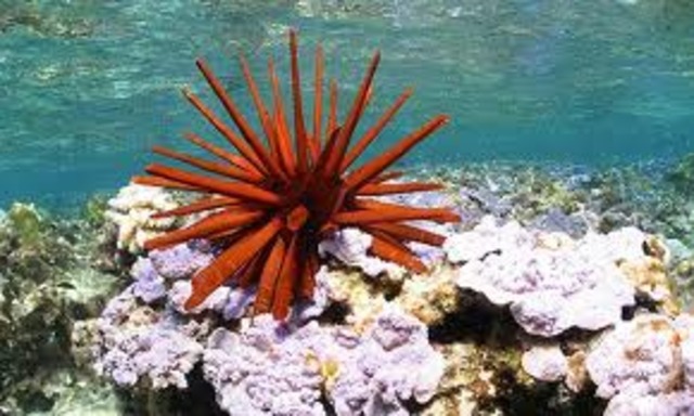 Coral Reef Lifespan is 10 to 100 yrs.