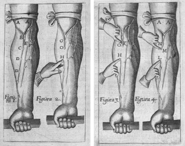 On the Movement of the Heart and the Blood