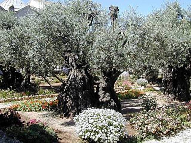 Gethsemane (Part 3)