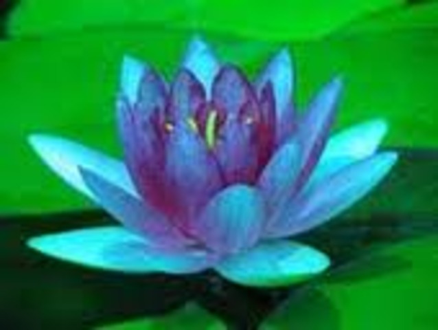 Land of the Lotus Eaters