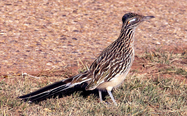 New Mexico State Bird