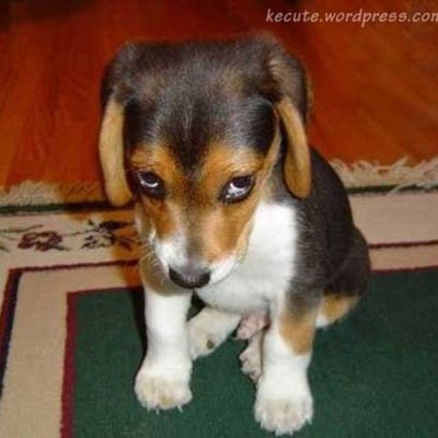 Timeline: The dog breaks the base at 10:00 pm