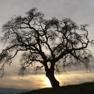 Timeline: La Historia de Jordin