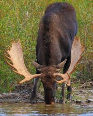 The moose