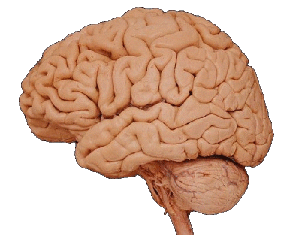 Cognitive and Sense Deterioration