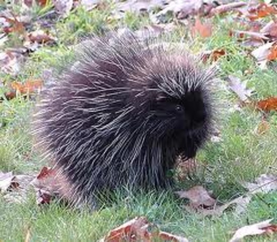 The Porcupine