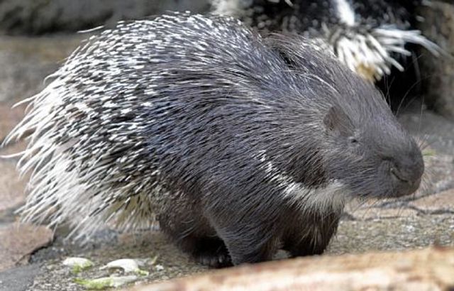 The porcupine