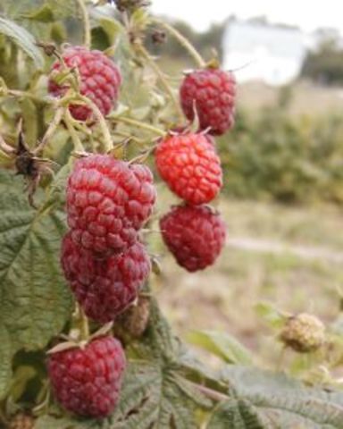 Finding raspberrys