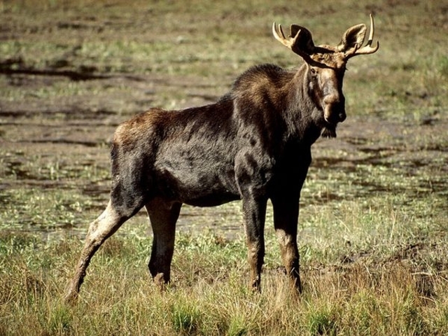 moose