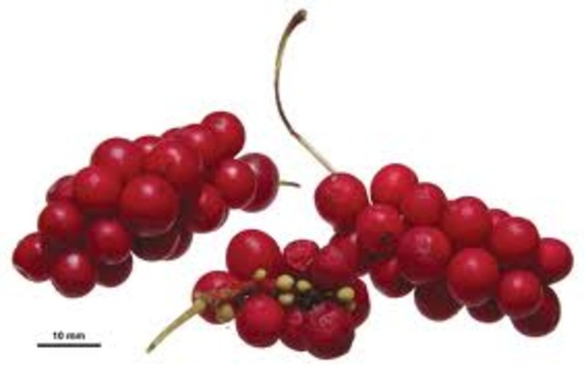 GUT CHERRIES
