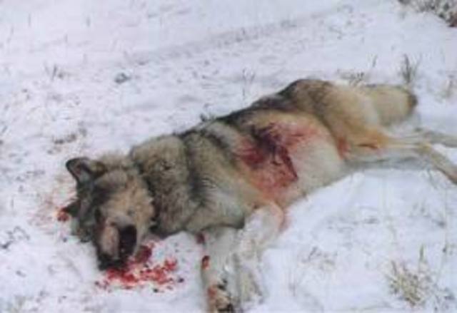 First bounty - settlers in Mass. Bay Colony passed laws offering cash reward to any resident that killed a wolf. Other colonies followed.