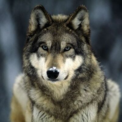 Timeline: Wolf Timeline
