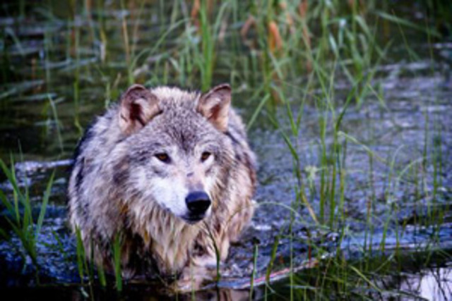 U.S. Tried To Poison The Remaining Wolves