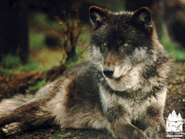 Eastern Timber Wolf became endangered