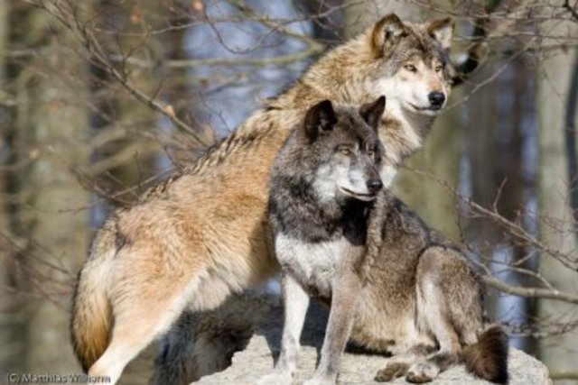 Eastern Timber Wolf Became protected