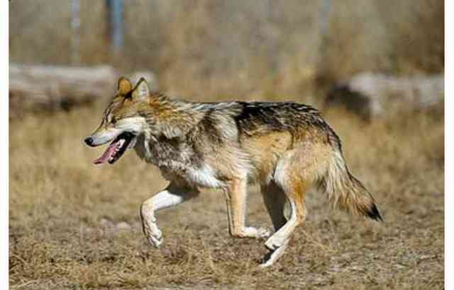 Mexican Gray Wolf Became Endangered