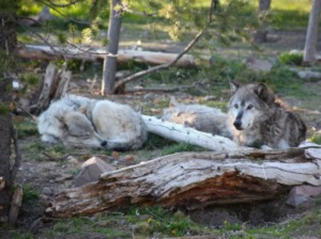 200 Wolves Were Harvested Anually