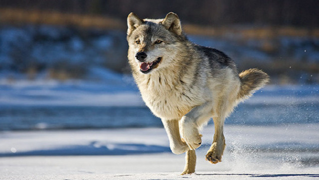 Minnesota wolves reclassified from endangered to threatened.