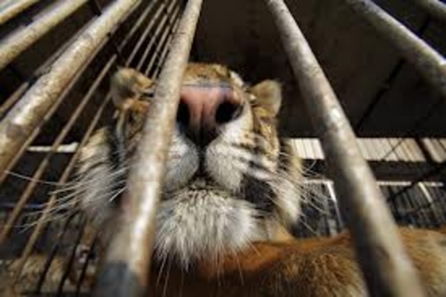 Caging the tigers