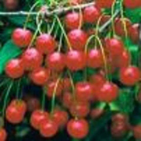 The Gut Cherries