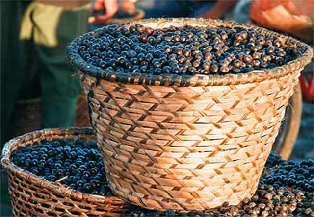 the same year, my mother took me to Belém do Pará when it stayed for 2 months and a half, we went to discover the natural beauty of Belem
