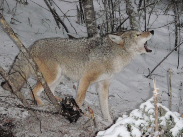 Law in Wyoming stipulated penalty of $300 for freeing a wolf from a trap.