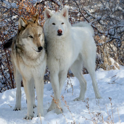 Timeline: Wolf timeline