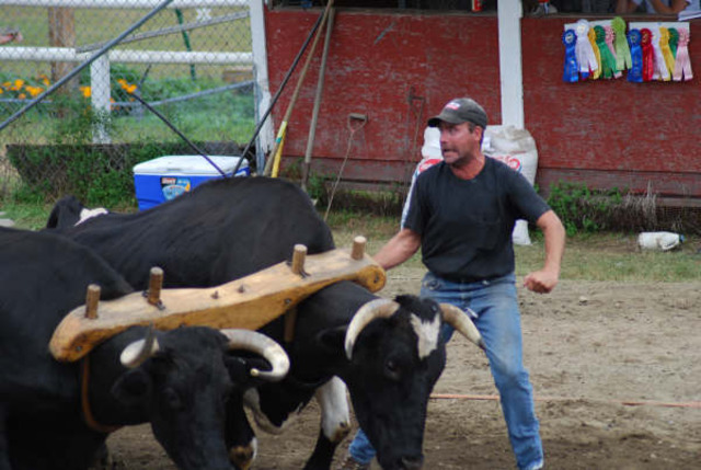 Hooked up oxen to the car and got ready to roll
