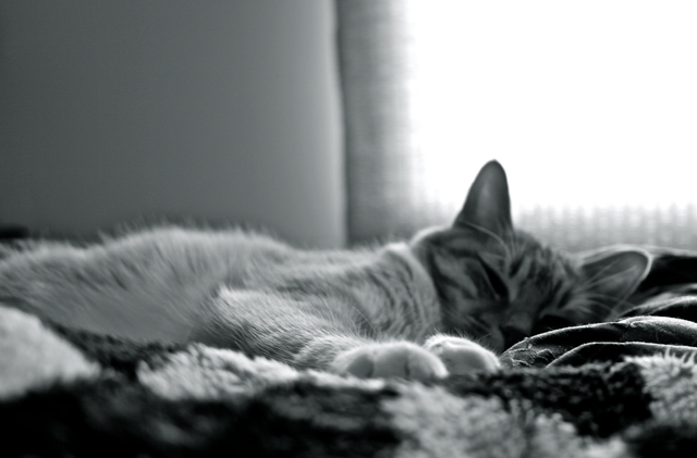 Got our first pet, Chester.