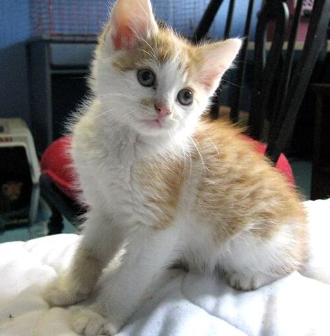 I got my cat Peaches sometime in kinder garden