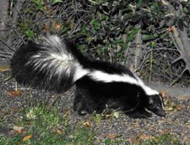 The skunk