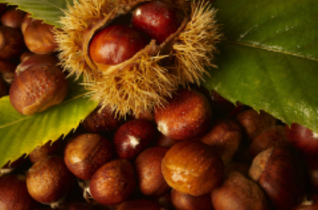 Праздник каштана